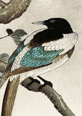 Magpie Birds Traditional J