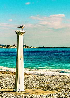 Seagull in Riviera
