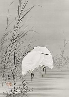 Egrets in a swamp
