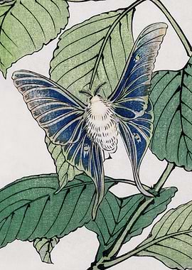 Moth Traditional Japanese