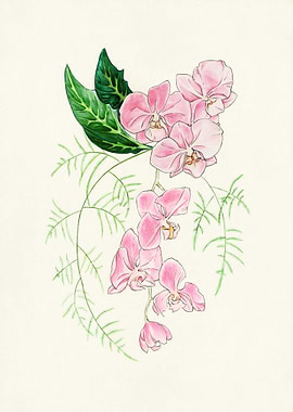 Pink Phalaenopsis Orchid