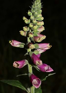 Purpurea digitalis flower