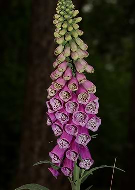 Digitalis purpurea flower