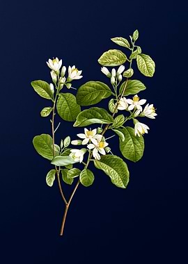 Classic Botanicals on Blue