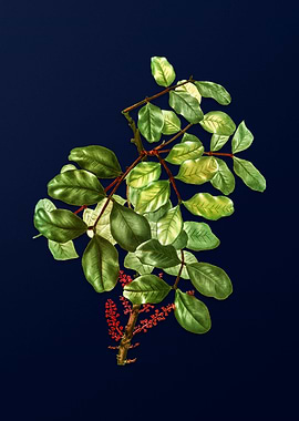 Flower Illustration Blue