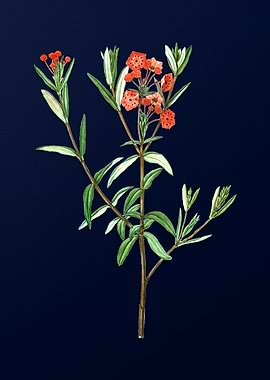 Classic Botanicals on Blue