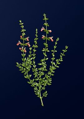 Flower Illustration Blue