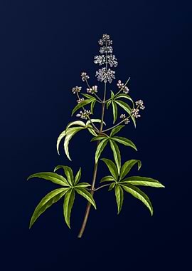 Vintage Flower Dark Blue