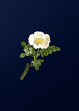 Vintage Flower Dark Blue