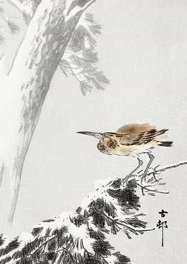 Indian quack on snowy tree