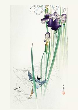 Kingfisher and irises