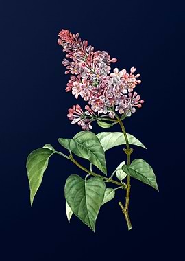 Vintage Flowers Dark Blue