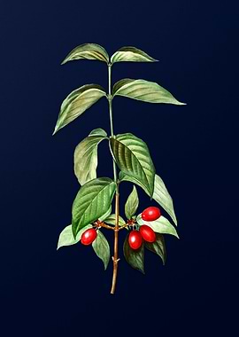 Vintage Flower Deep Blue