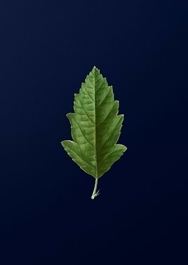 Vintage Flower Deep Blue