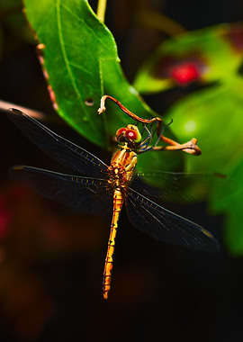 Dragonfly at night