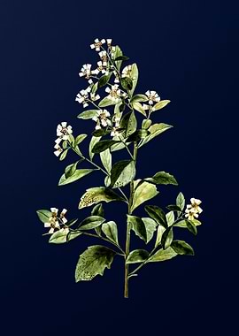 Vintage Flower Deep Blue