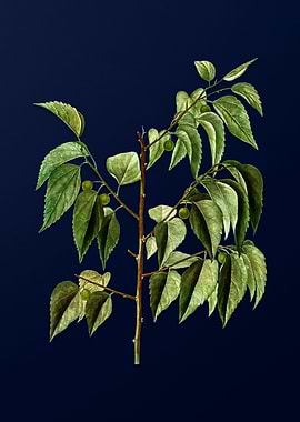 Floral Illustration Blue