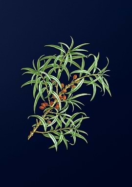 Floral Illustration Blue