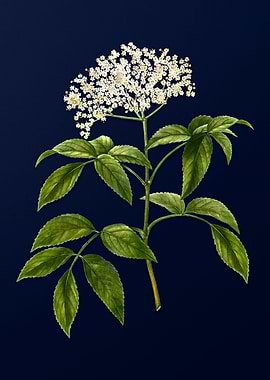 Vintage Flowers Dark Blue