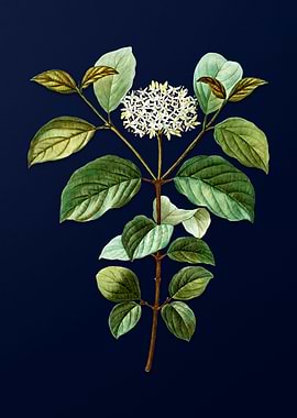 Vintage Flowers Dark Blue