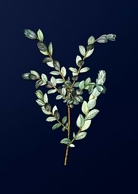 Vintage Flower Deep Blue