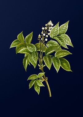 Vintage Flowers Dark Blue