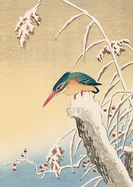 Kingfisher in the snow