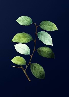 Vintage Flower Deep Blue