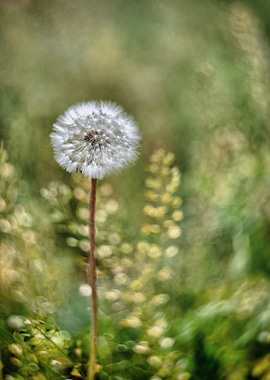 Dandelion