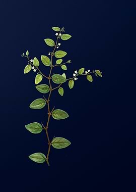 Floral Illustration Blue