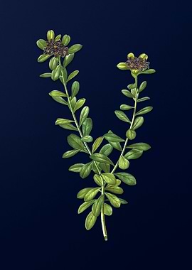 Vintage Flower Deep Blue