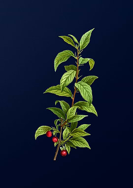 Floral Illustration Blue