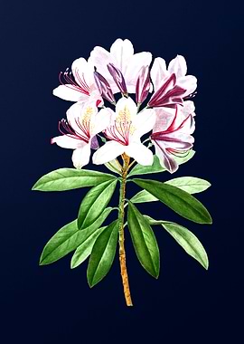 Vintage Flowers Dark Blue