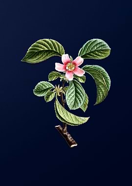 Vintage Flowers Dark Blue