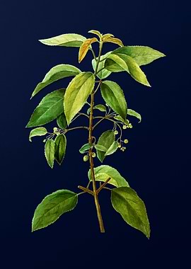 Floral Illustration Blue