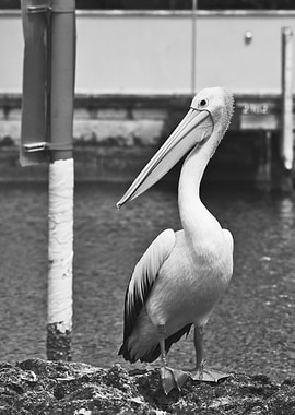 A pelican in black n white