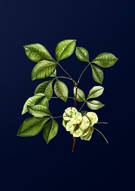 Floral Illustration Blue