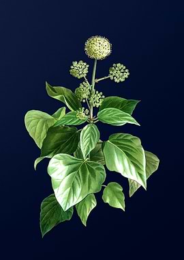 Floral Illustration Blue