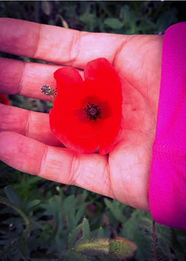Poppy in hand