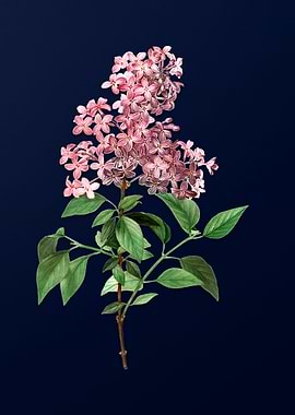 Vintage Flowers Dark Blue