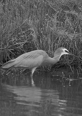 A heron black and white
