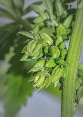 Male cannabis plant