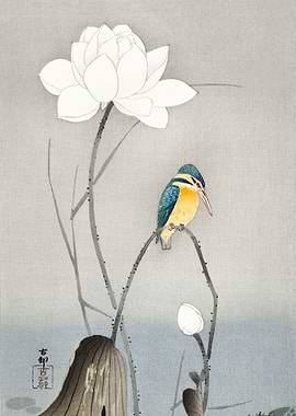 Kingfisher with Lotus Flow