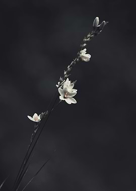 Minimalistic Flowers