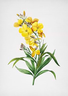 Vintage Cheiranthus Flower