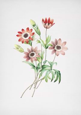 Vintage Broad Leaf Anemone