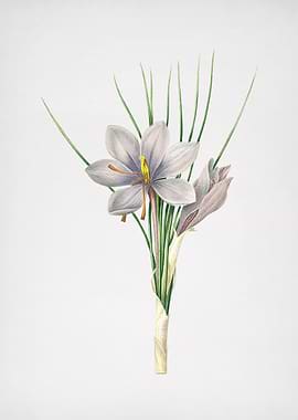 Vintage Autumn Crocus