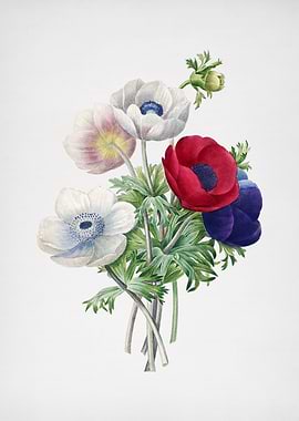 Vintage Anemone Simplex