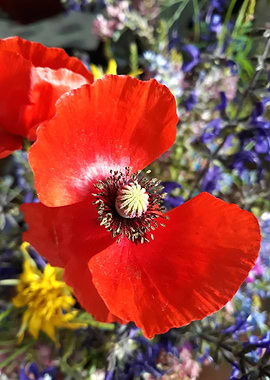 Poppy bloom