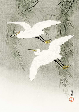 Little Egrets in flight